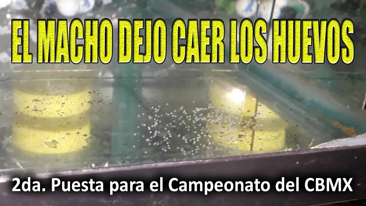 El macho dejo caer los huevos.