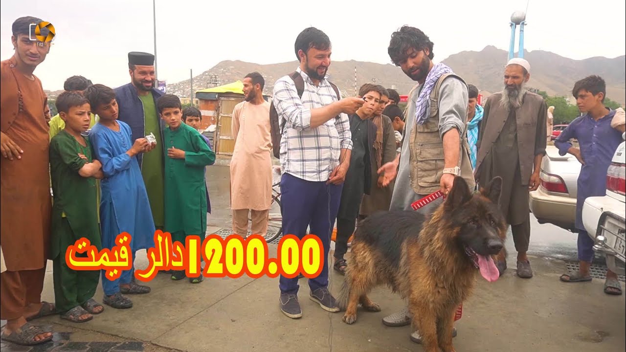 شوق گرگ| گزارش از گرگ فروشی های تهیه مسکن! Wolves Bazaar Report from Kabul