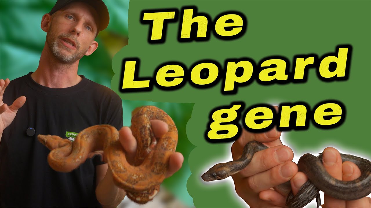 Эти леопардовые удавы сведут вас с ума! 🐍 | Раскрыты комбинации морфов 2025 года