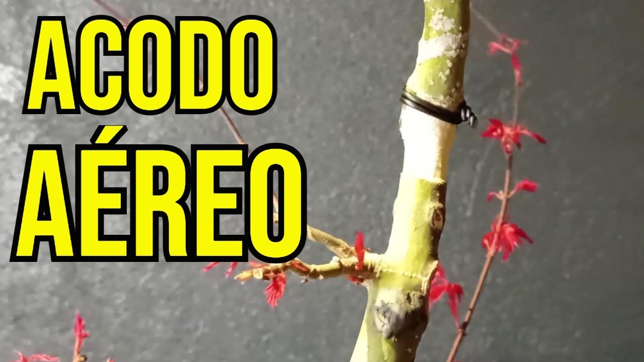 CÓMO HACER UN ACODO AÉREO EN ARCE PALMATUM