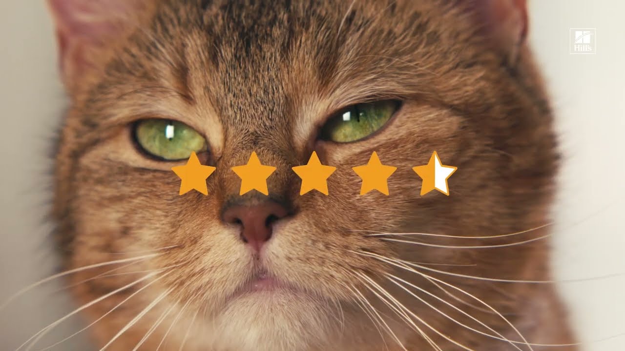 Hill's Pet Nutrition UK & IE Cat Video 15