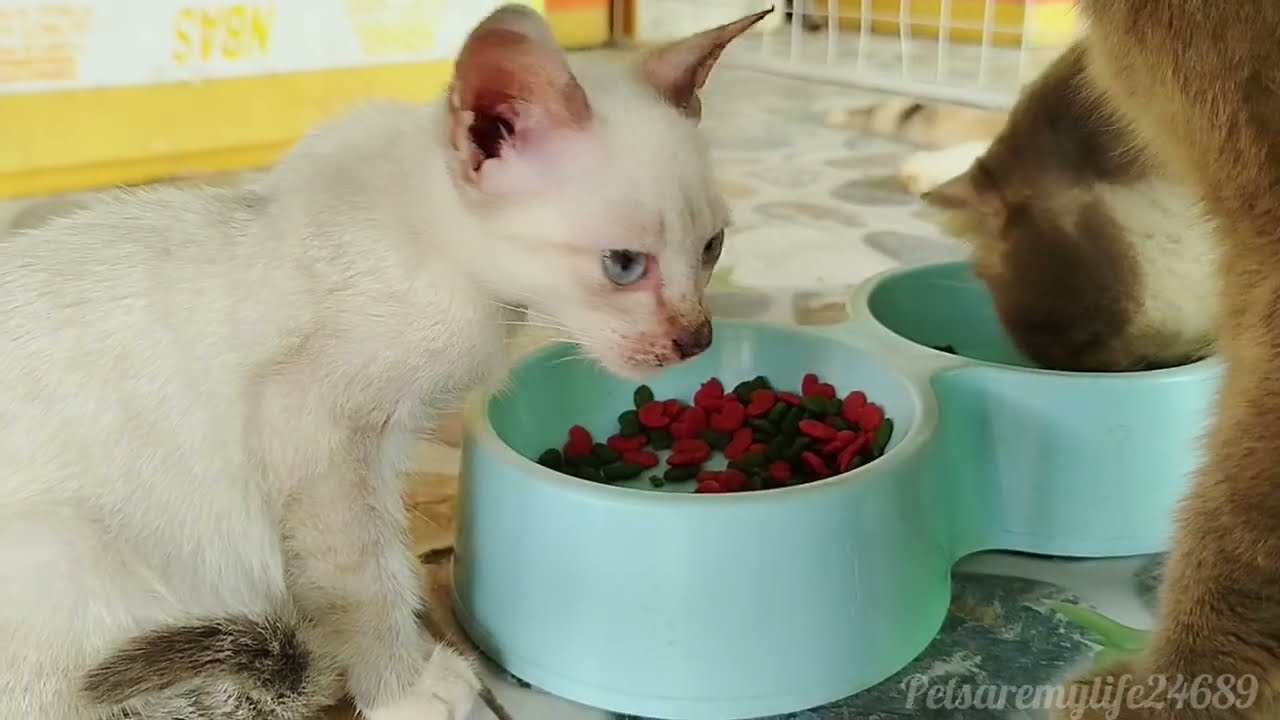 The Big Cat Family Is Continuing Their Meal Together