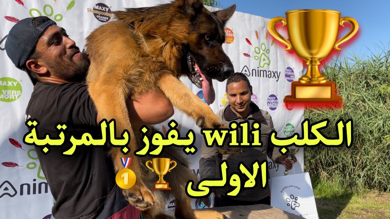 الكلب wili يحطم الرقم القياسي في الجولة السادسة من البطولة الوطنية لكلاب الراعي الألماني بباينام ♥️