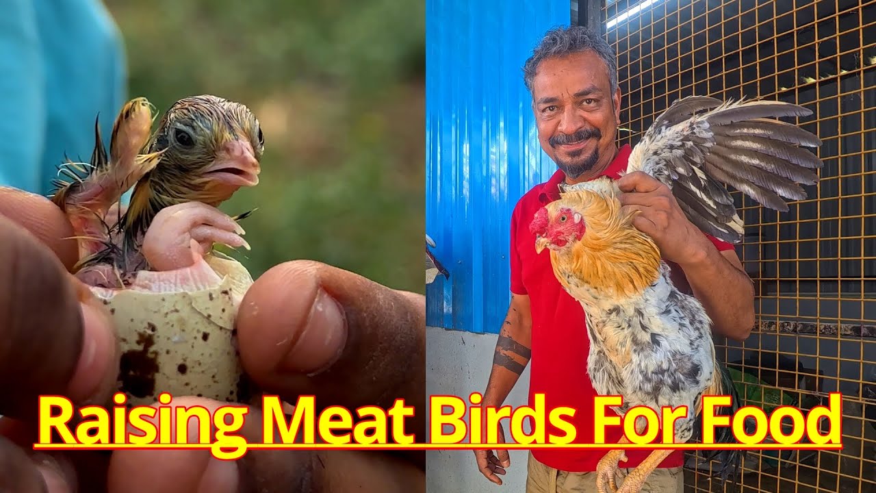 Raising Birds For Meat - தினசரி இறைச்சி முட்டை தேவையை பூர்த்தி செய்யும்  காடை கோழி வாத்து