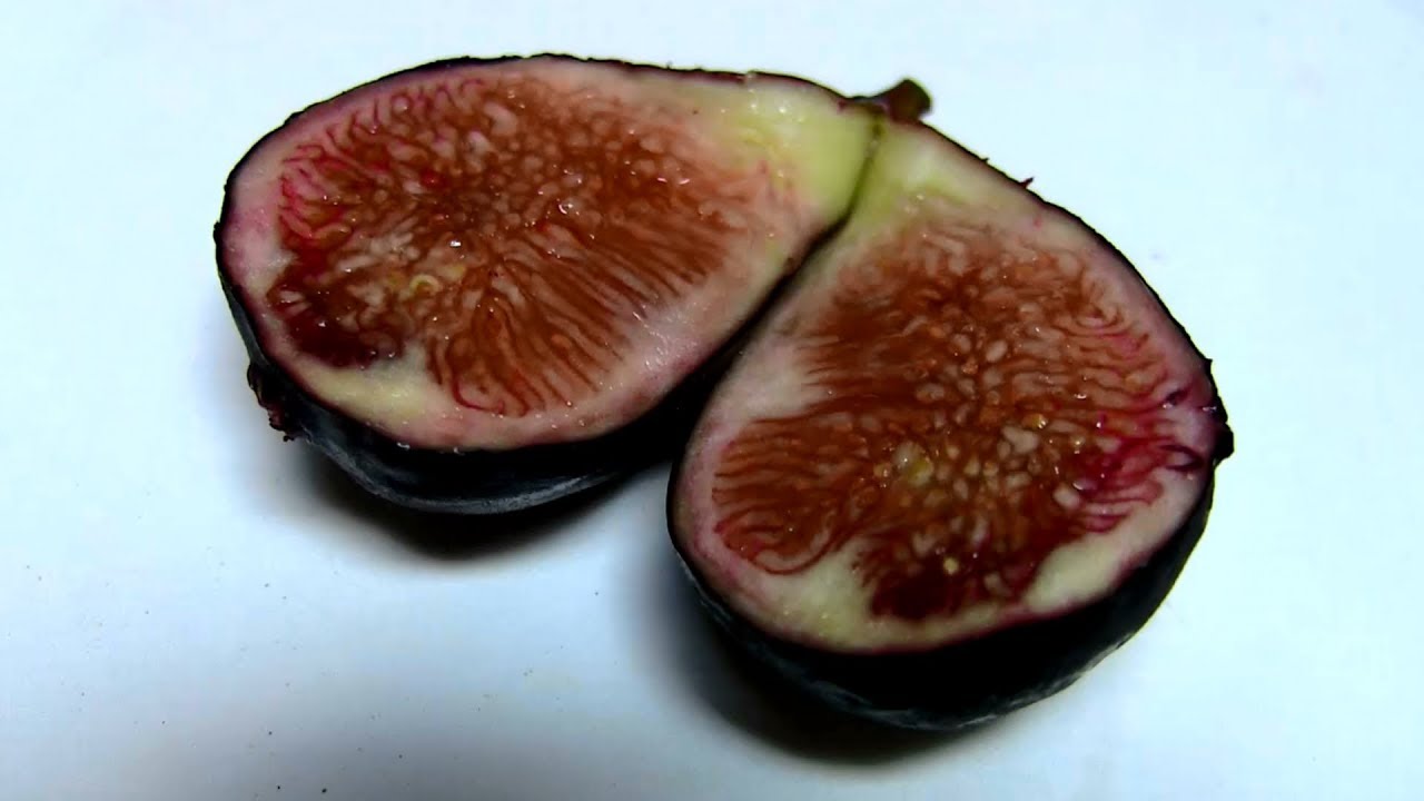 My Black Mission Fig Tree Ripened a Fig!