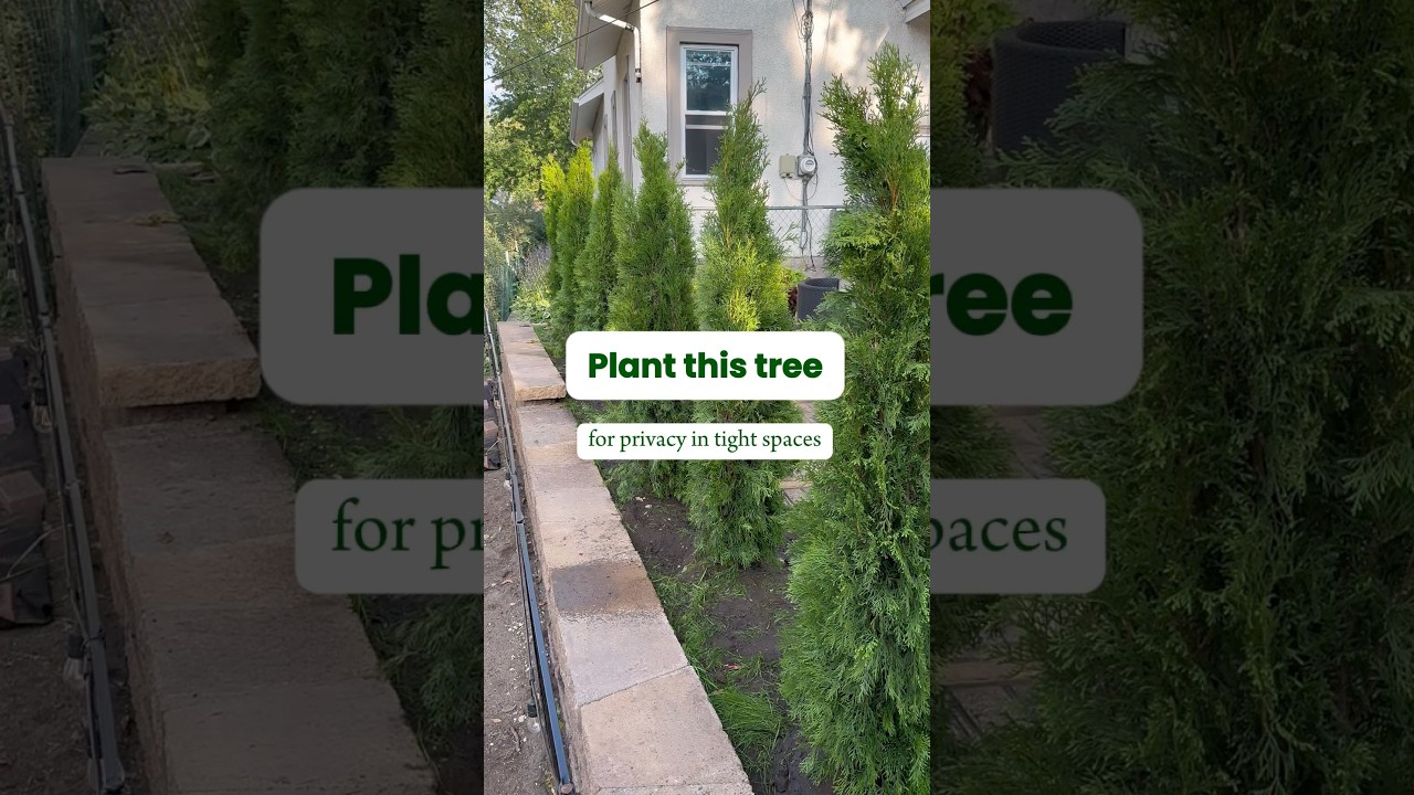 Emerald Green Arborvitae 🌲 Privacy for tight spaces #landscaping #gardening #evergreentree