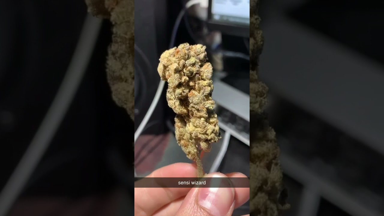 Sensi Wizard (Canada Strain)
