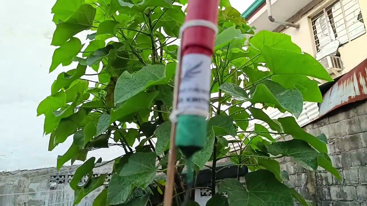 conde reg,conde small dk, Al Aquino big paputok testing
