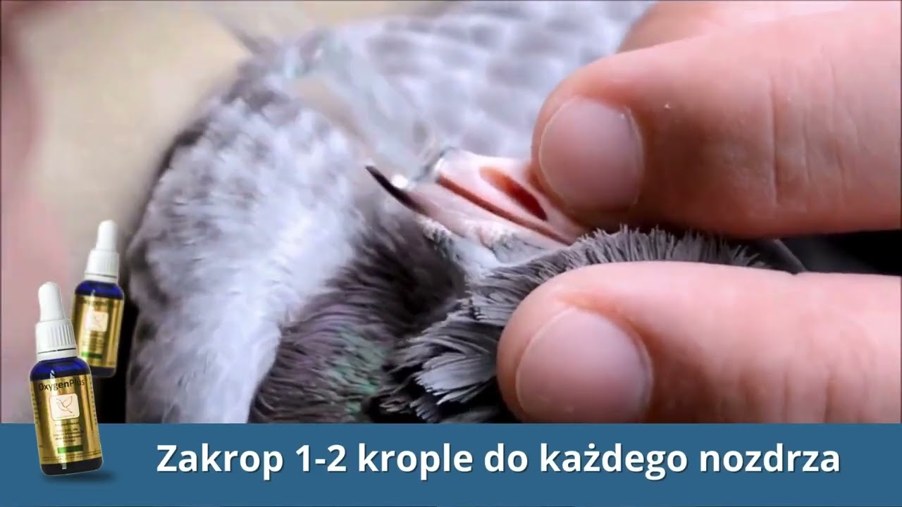 OxygenPlus - skuteczne krople dla gołębi pocztowych
