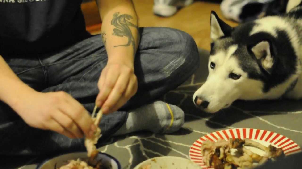 Husky begging for chicken