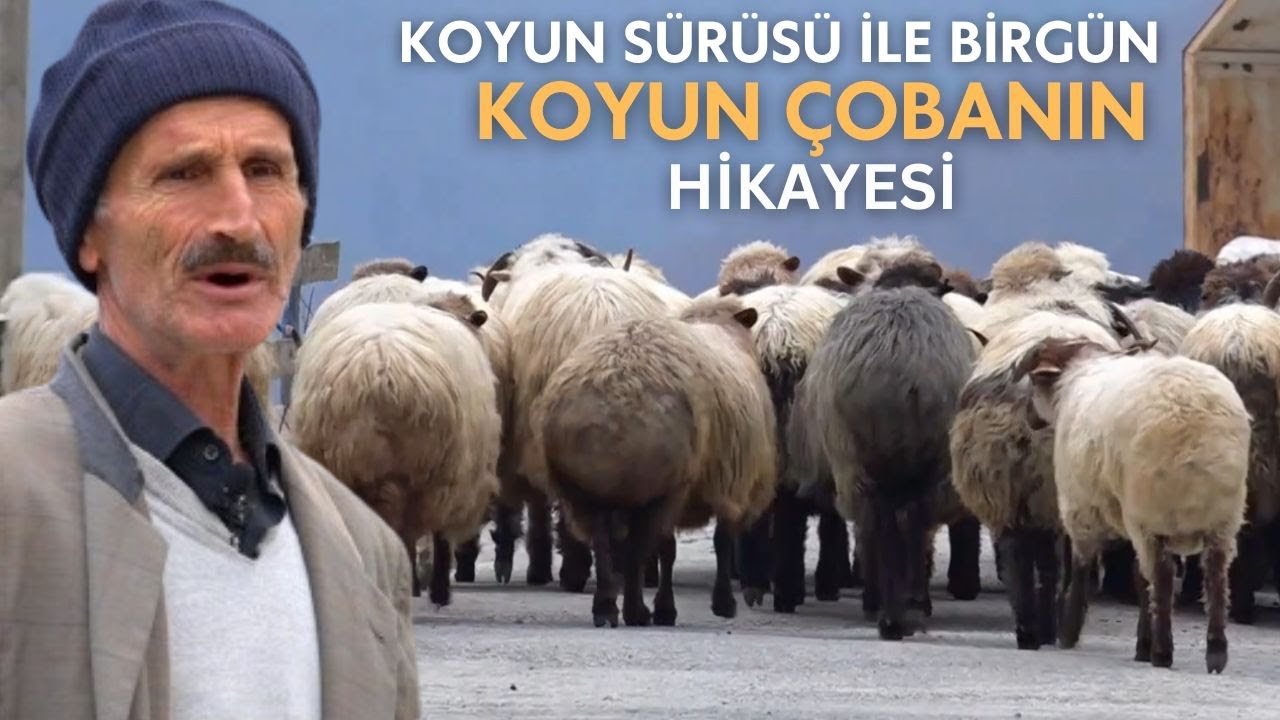 Koyun sürüsü olan çobanın hikayesi 1.Bölüm