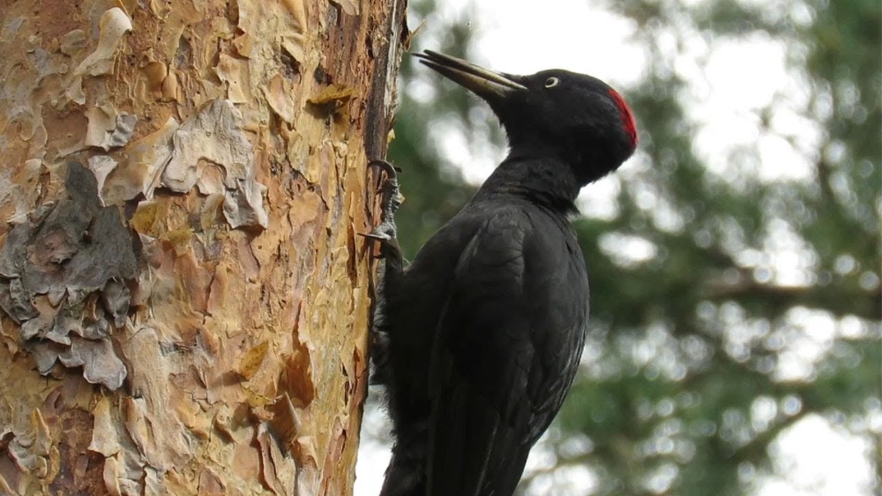 Черный дятел Желна осенью, Black Woodpecker in Autumn