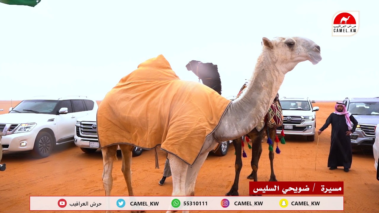 مسيرة منقية /  ضويحي السليس