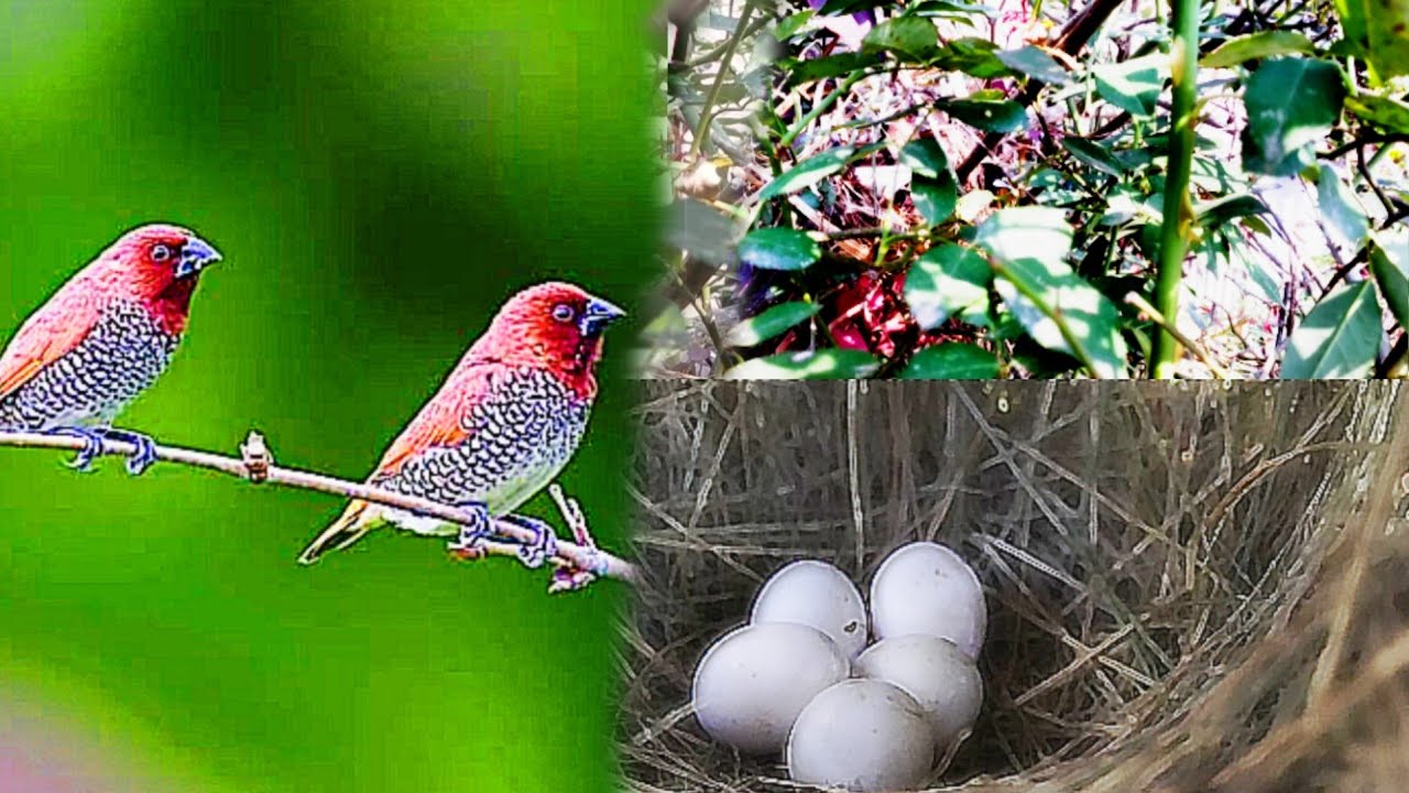Muniya bird | building a new Nest | 