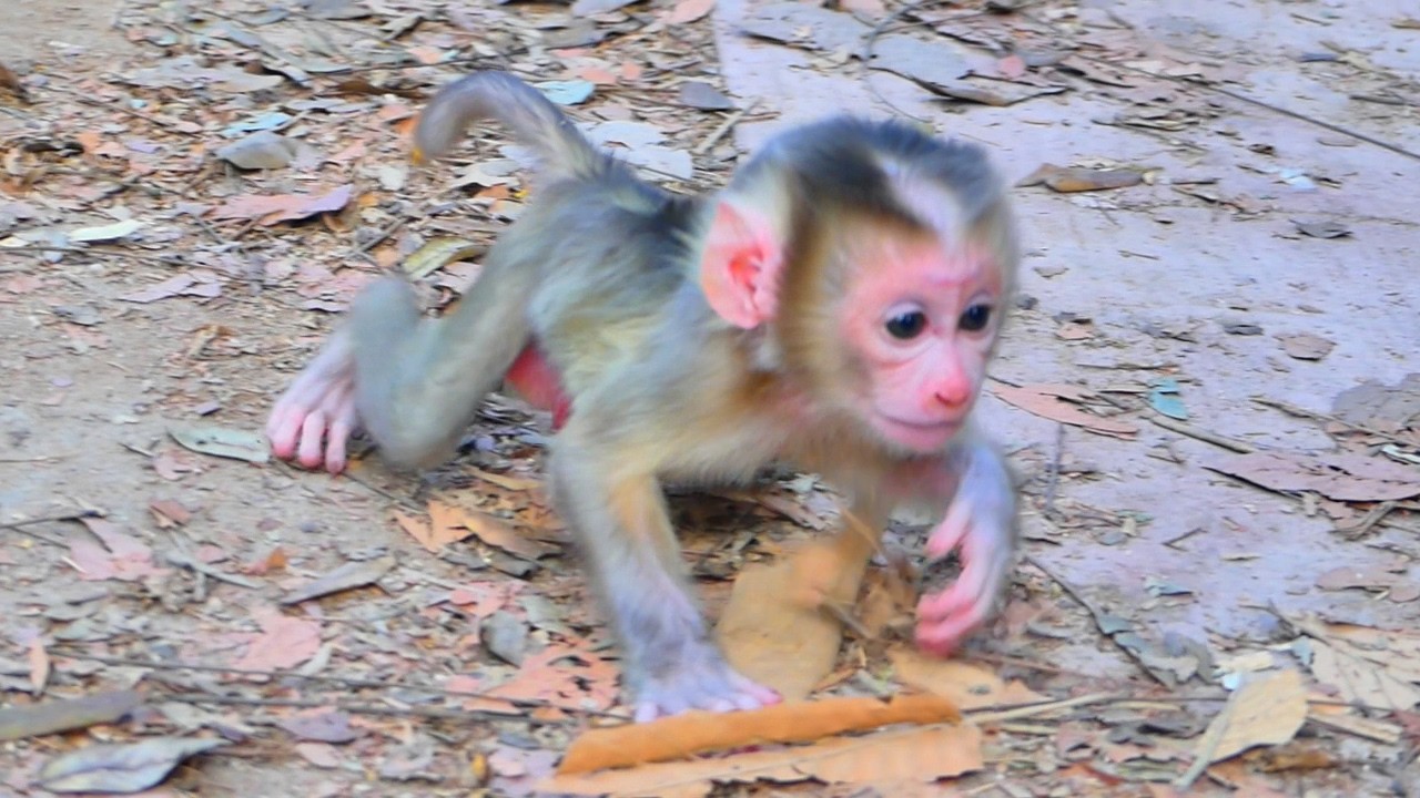 Best action // Baby Lucan lose energy Cuz Mother Louy & Sister Lexi give hard training to him.