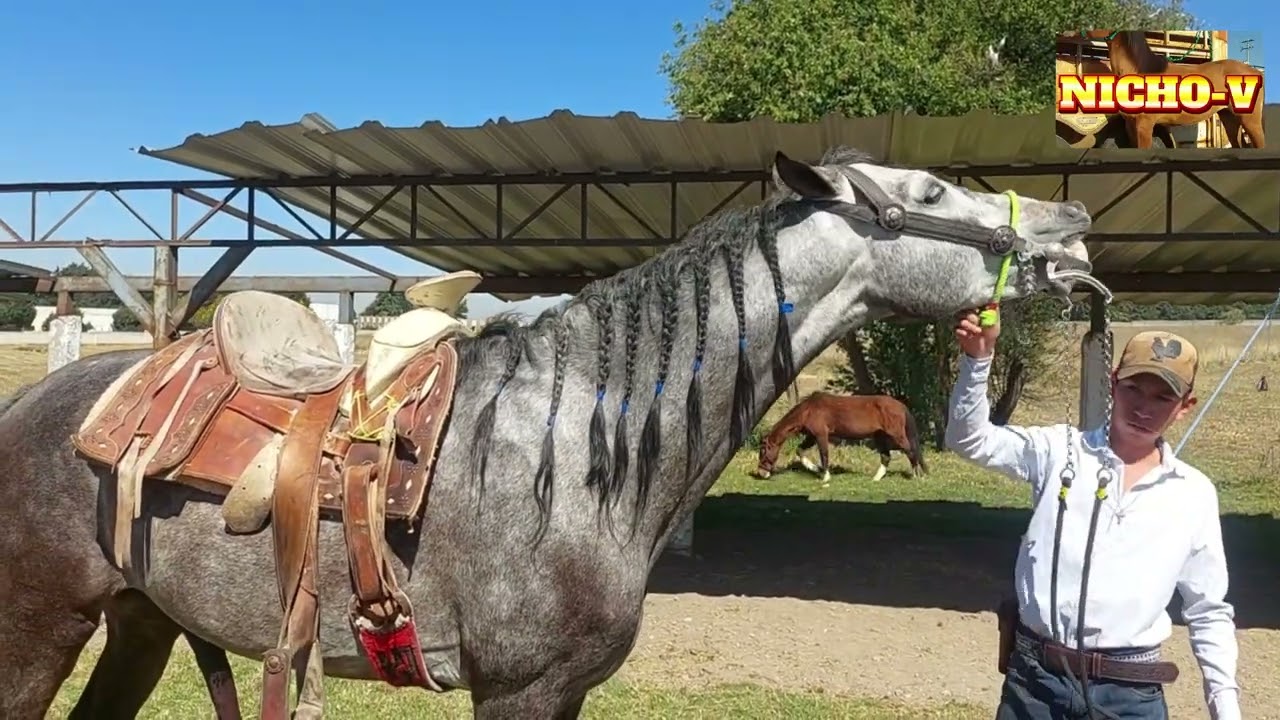 HERMOSOS POTROS Y POTRANCAS QUE HAN LLEGADO A LAS PLAZAS GANADERAS DE NUESTRO PAIS.