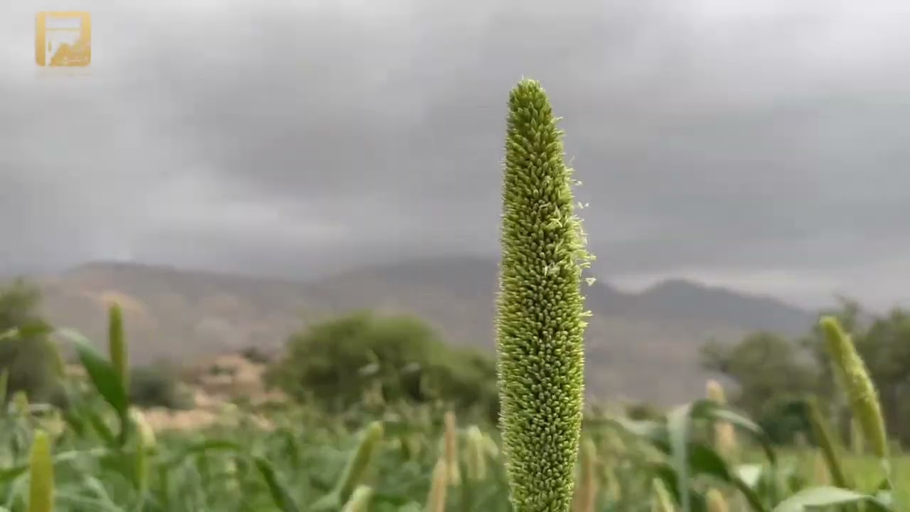 فلم وثائقي لقرى مشرفة التابعة لمحافظة بلقرن 🎥