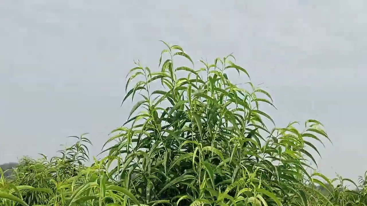 Chốt lần cuối cùng của nhà vườn đào đón xuân 2026 cô bác ace đi chợ qua vườn xem gọi cho e 038529286