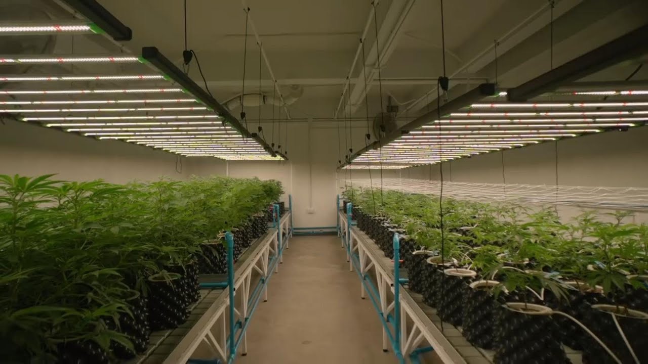 The Best LED Grow Lights for Indoor Plants | FLEXSTAR 720W PRO
