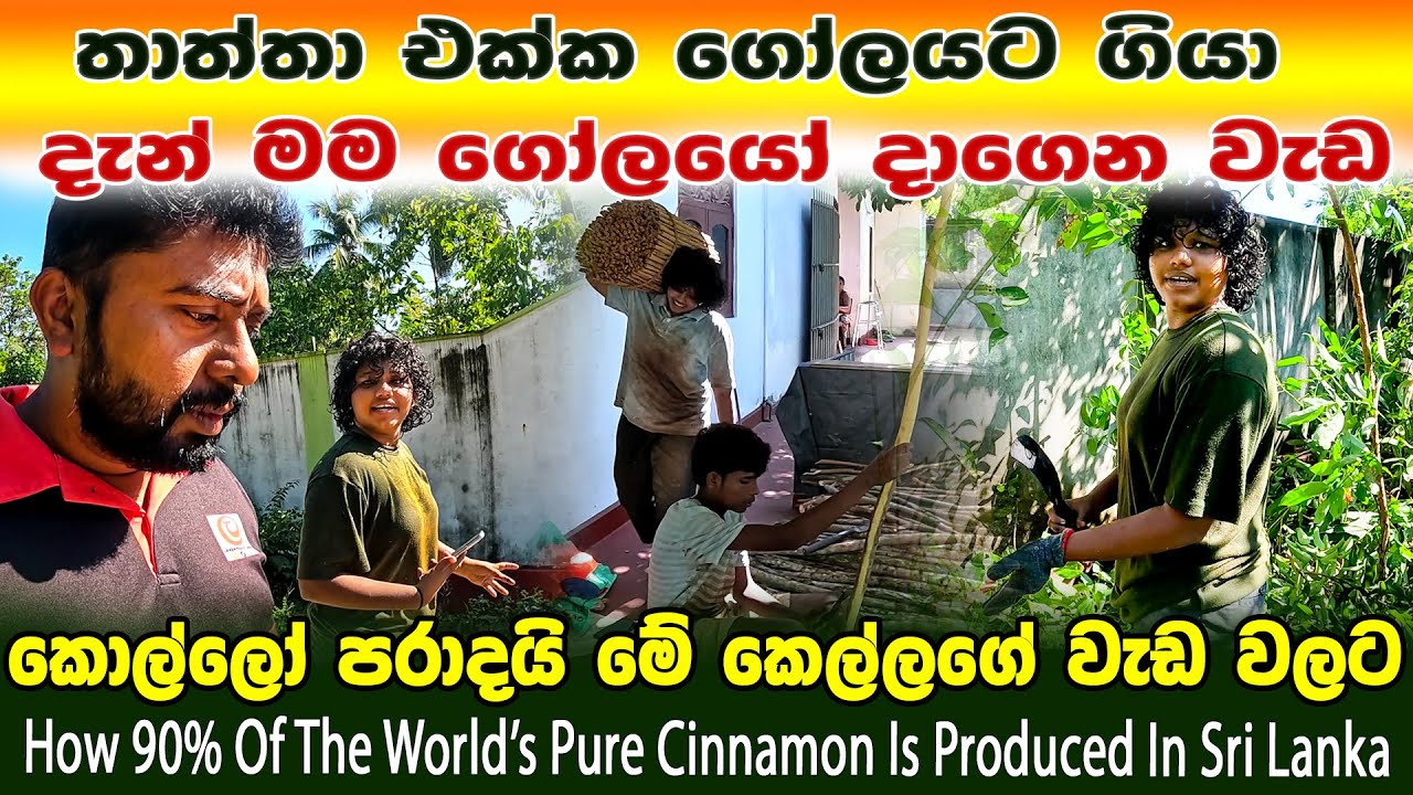කොහොමද කෙල්ලගේ වැඩ | How 90% Of The World’s Pure Cinnamon Is Produced In Sri Lanka