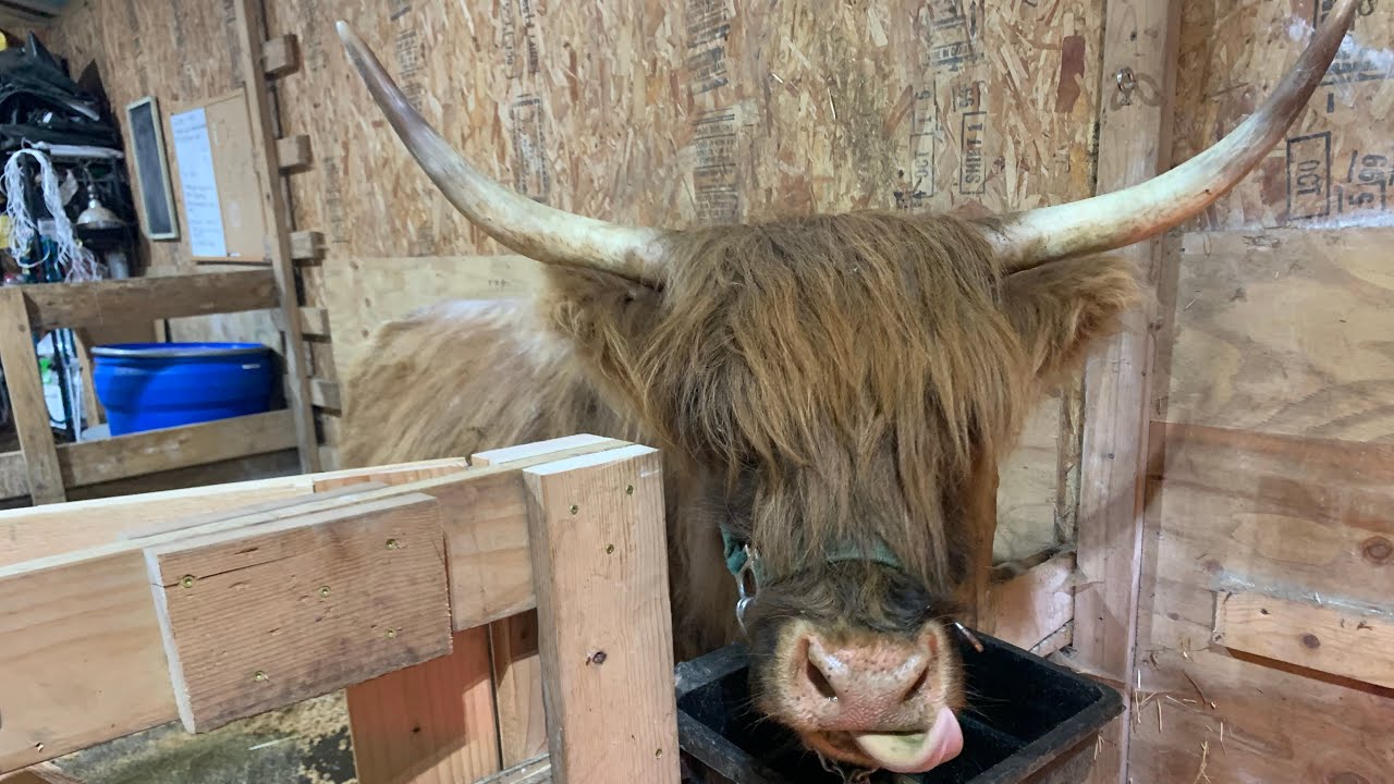 We Have a Milking Stall for our Scottish Highland Cow & It's Time To Recalcuate Our Chicken Feed