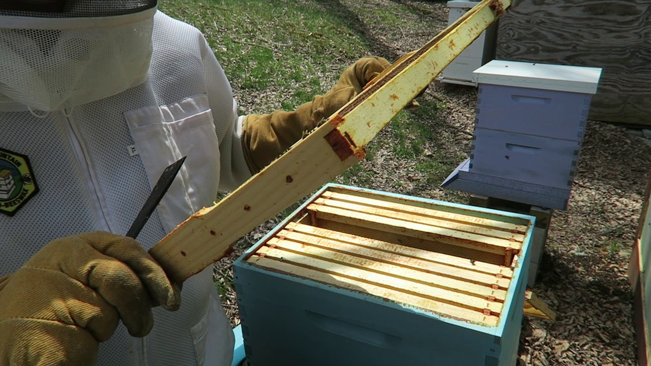Honeybees Spring 2018  - Just How Bad Was The Winter?