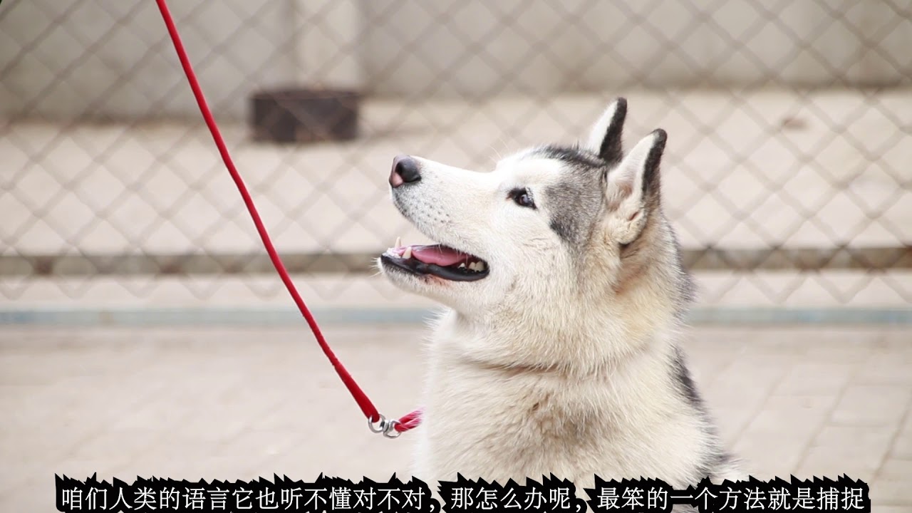 你觉得在家当中你和狗谁是主人？别笑，很多人无意中让狗当了主子