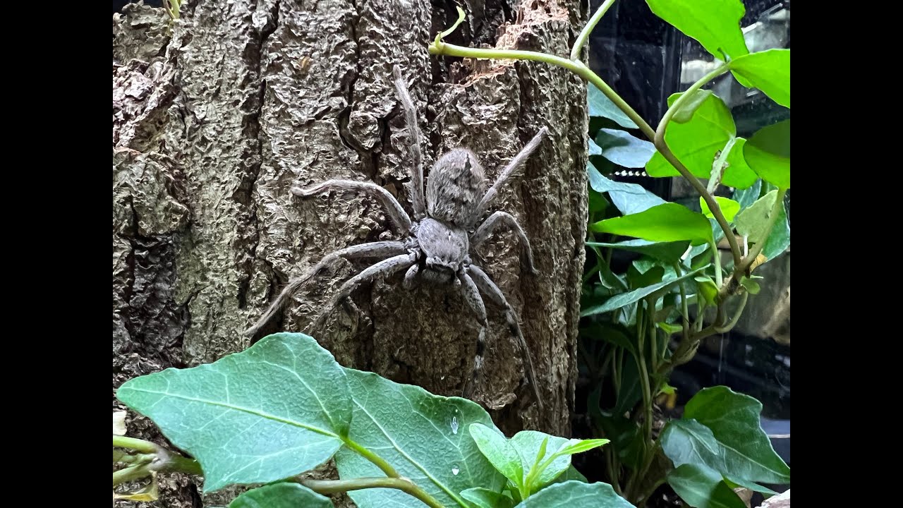 A Stowaway Huntsman from Australia rehouse and care