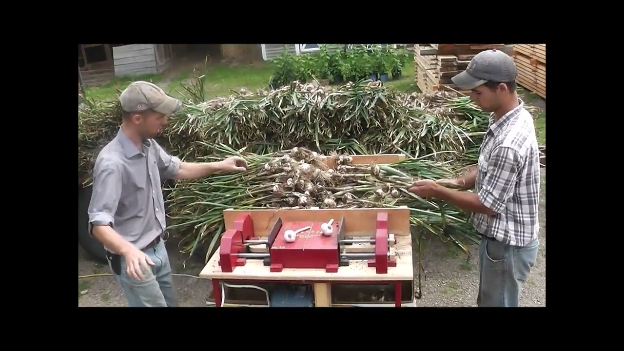 Harvesting and processing garlic