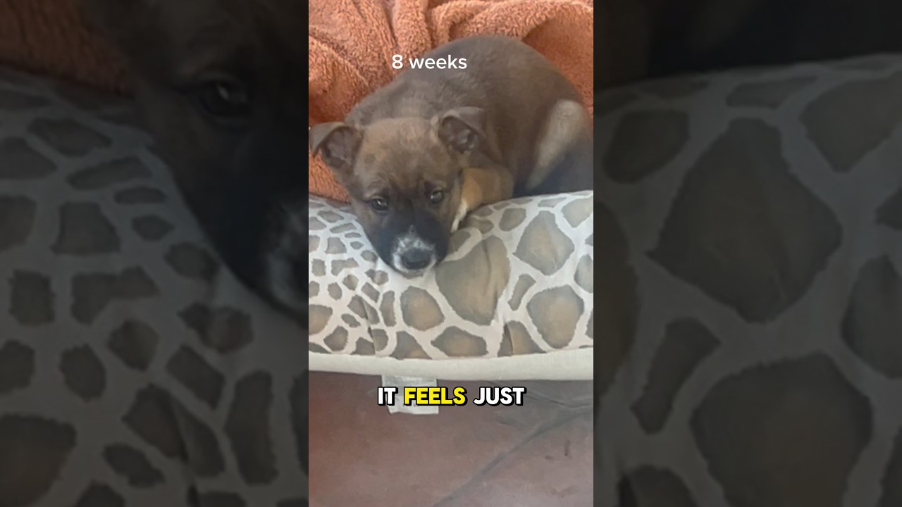 Pup is growing faster than blink of an eye 