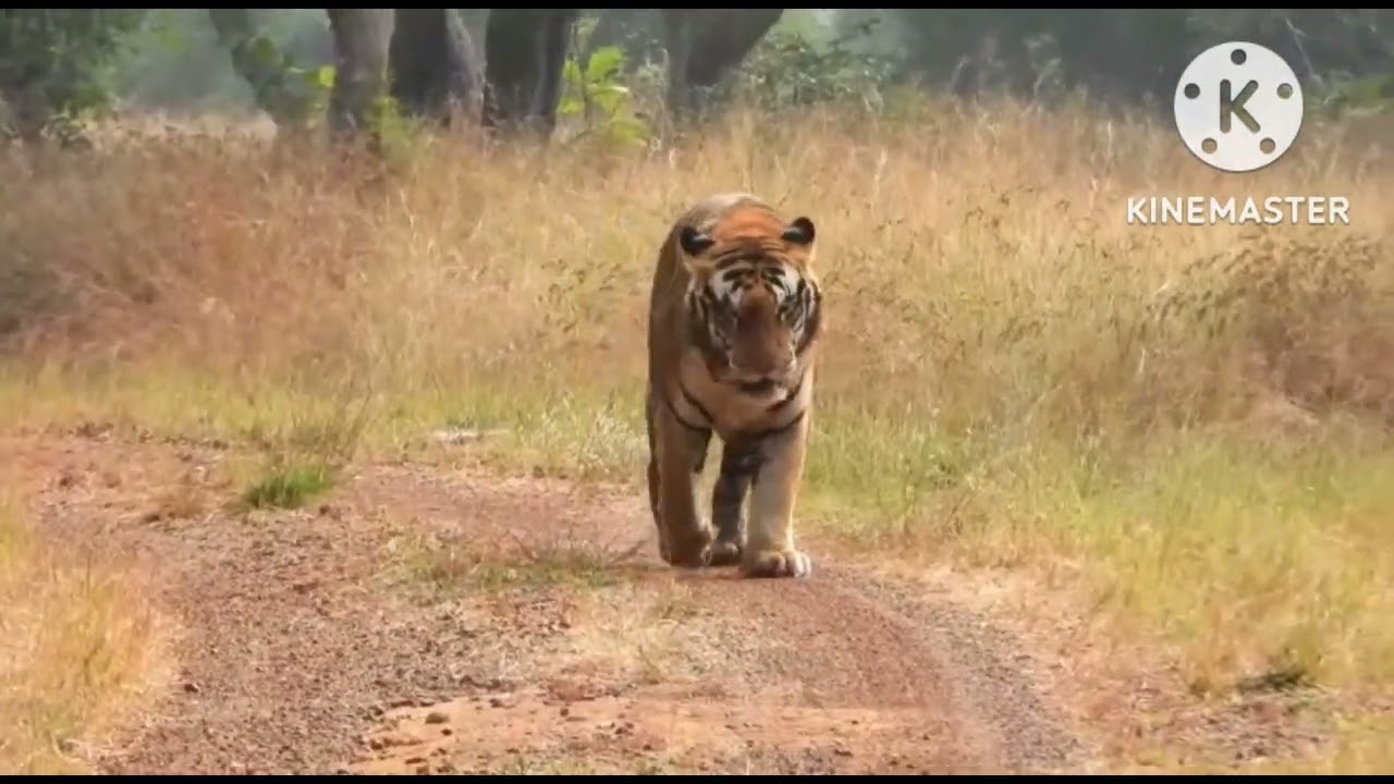#tiger#😘 in jangal walk slow motion 🤩.#shorts#video