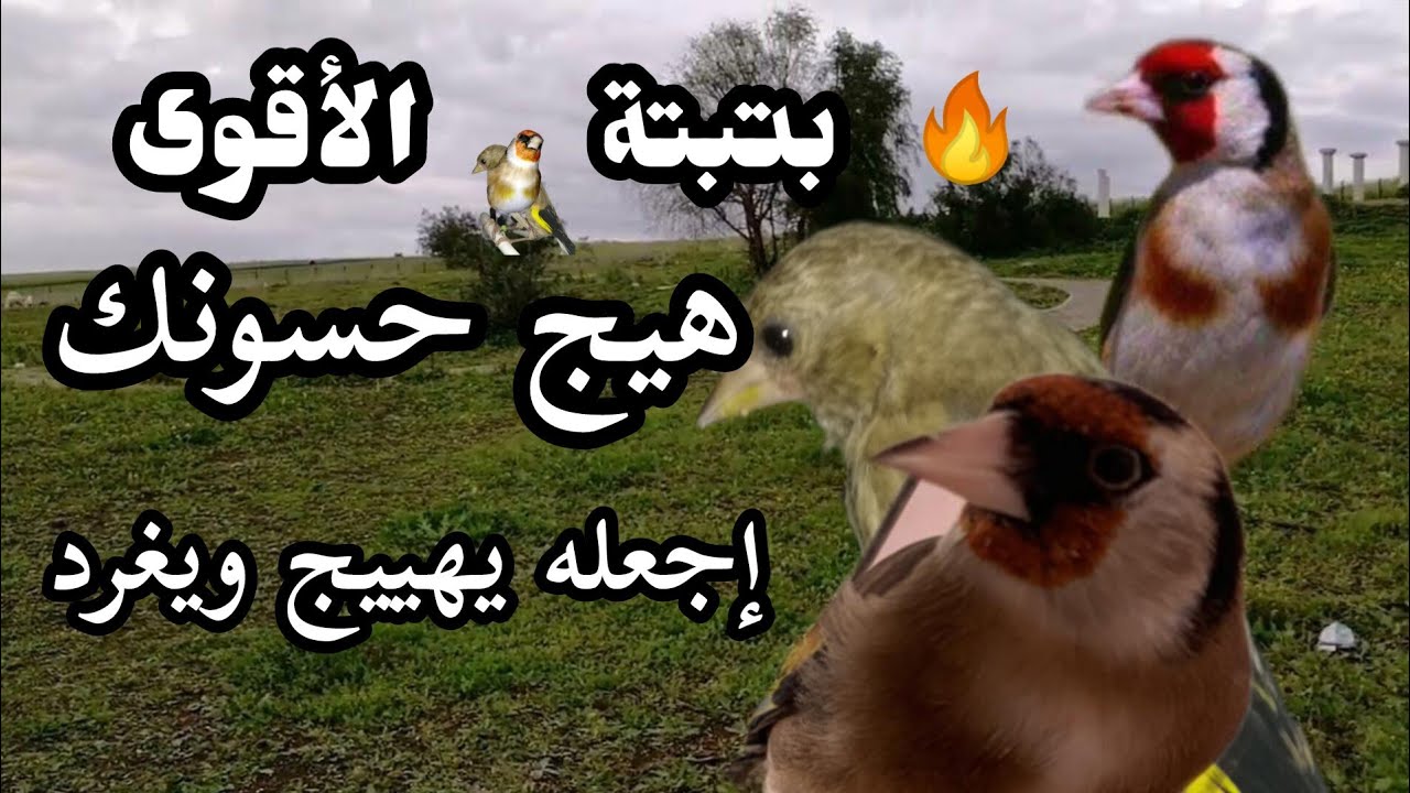 بتبتة الأقوى لتحفيز الدكور وتهييج الحسون على الغناء بصوت قوي وافضل لتحفيز الحسون على التغريد 🔥🔥