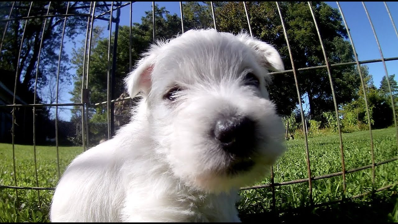 West Highland White Terrier Bessie's Puppies 5 Weeks Old Outside Part 2