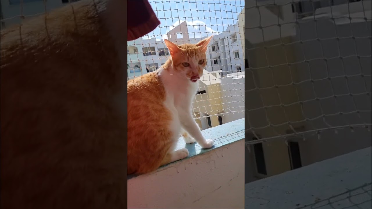 Humara sabka favorite kittu Jr ❤️ #gingercat #catvideos #malecat 