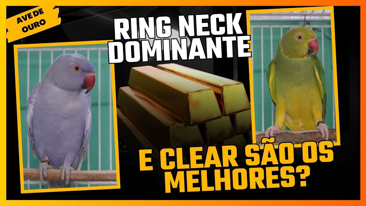 RING NECK DOMINANTE E CLEAR VERDE SÃO OS MELHORES!!!