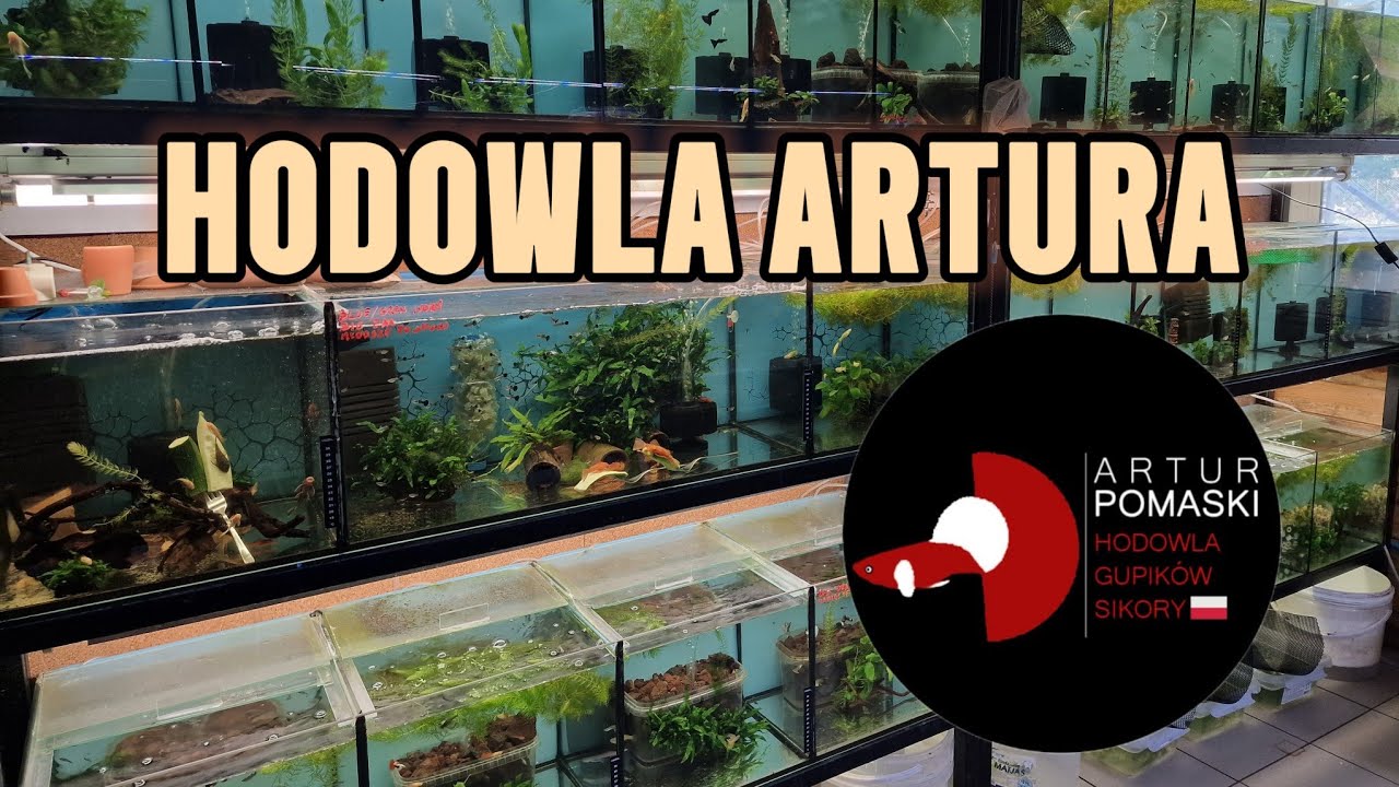 Hodowla Artura z Sikor - relacja