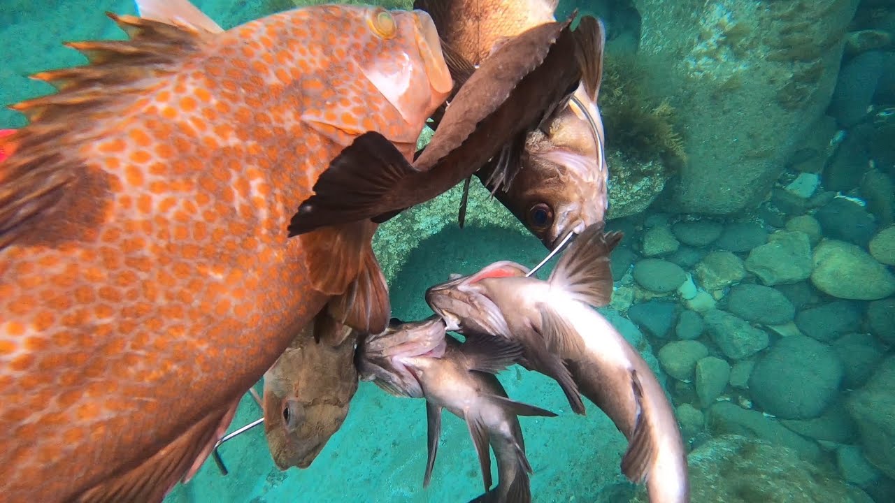 早起きして1時間だけ潜ってみたら意外に大漁だった【魚突き】