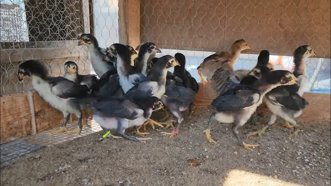 Update chick for 2027 (3-18-2026)