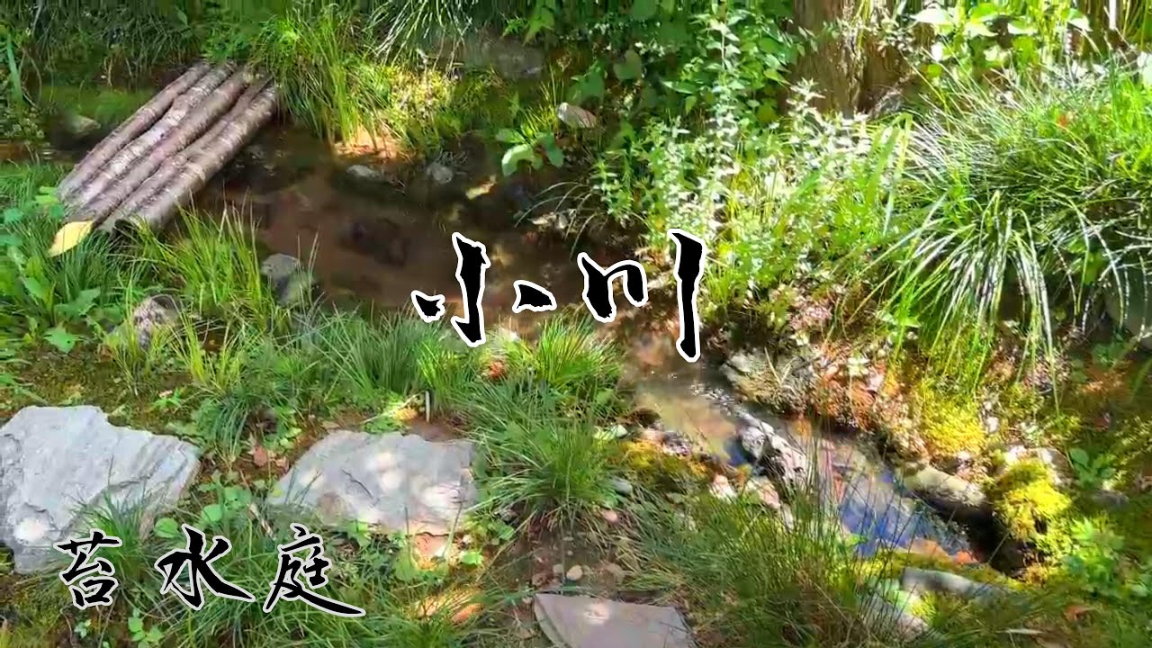 水辺の生物が躍動  里山ビオトープの夏'25　そしてご報告も…