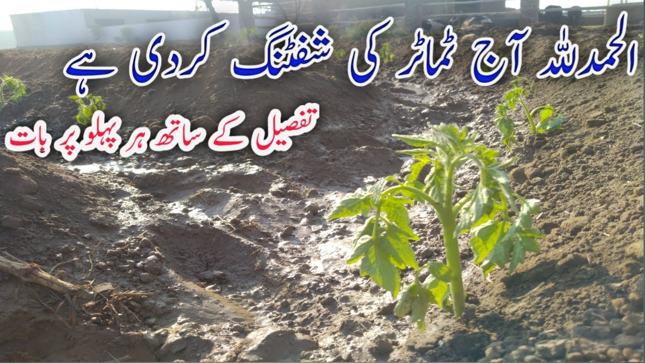 Tomato Farming||How to Shift Tomato ||Agriculture guru