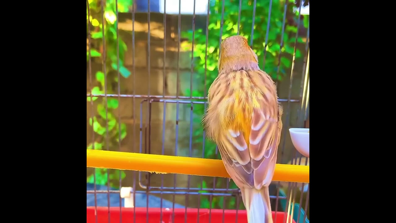 Canary 's most powerful song for training 