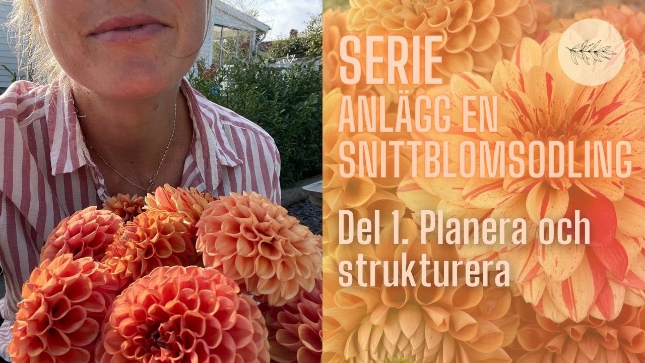 🌸 SERIE - Anlägg en Snittblomsodling Del 1