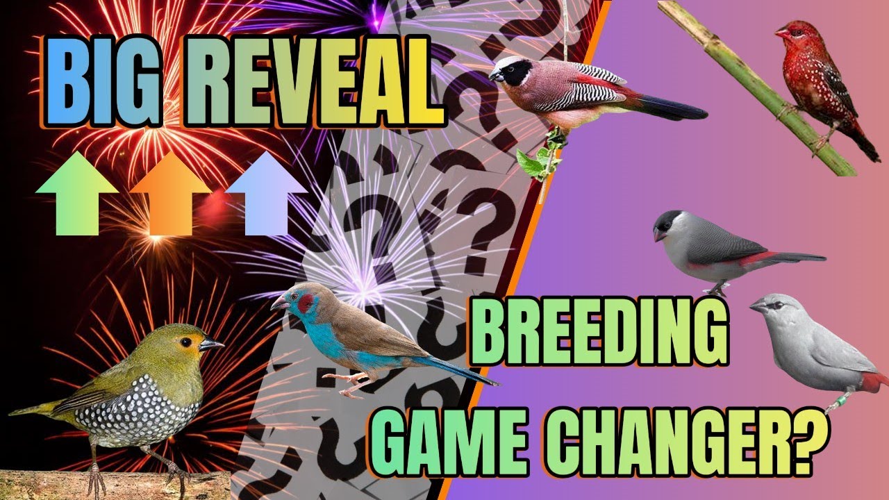 Game changer for Breeding African Waxbills and other insect eating finches! What is our big reveal?