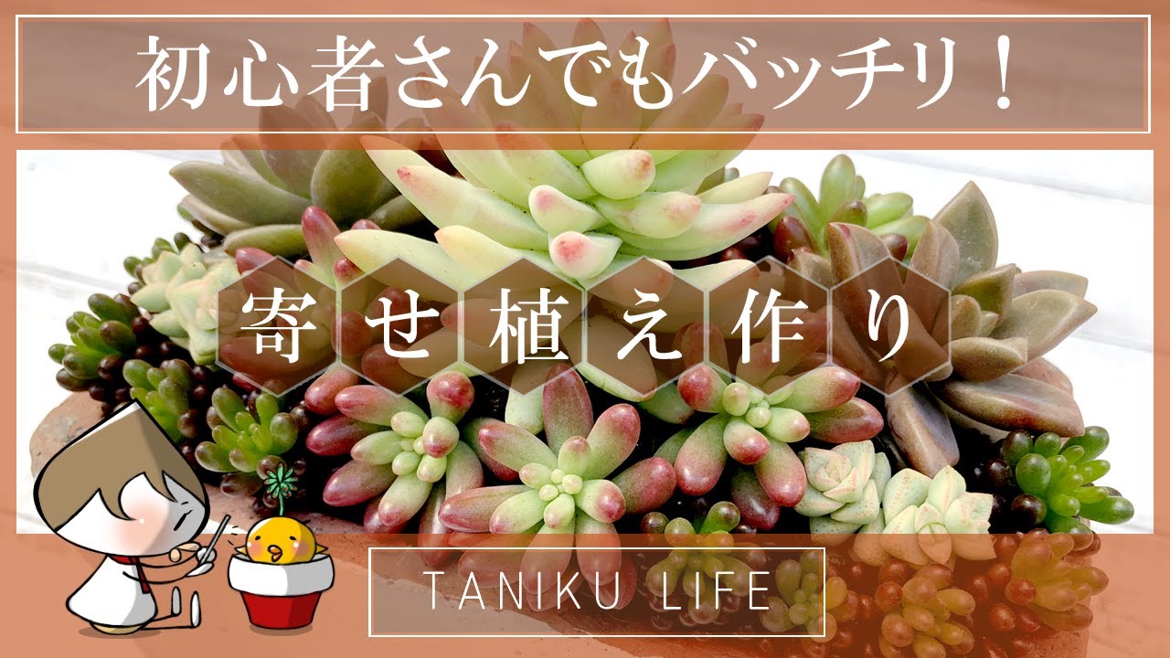 【多肉植物】初心者さんでも大丈夫!【寄せ植え】
