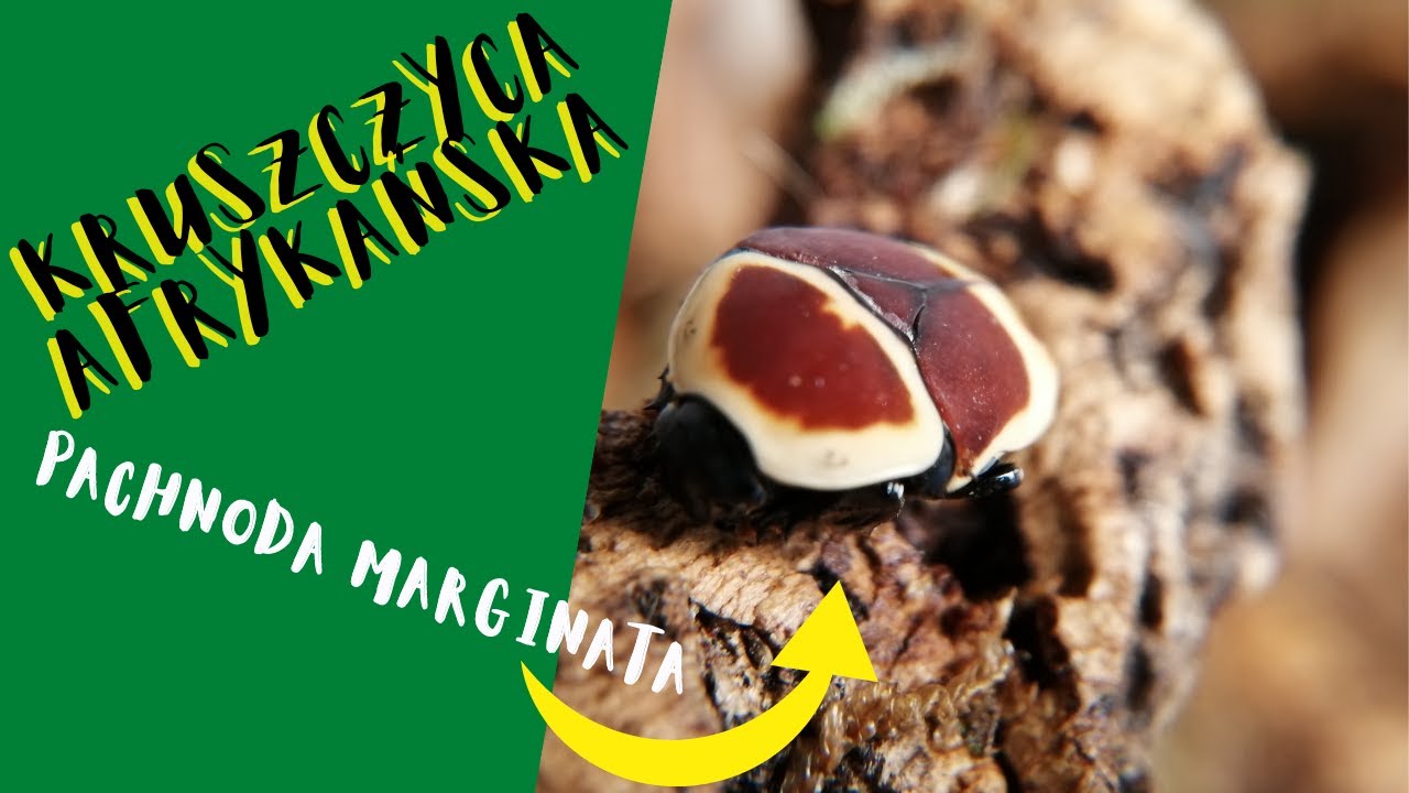 KRUSZCZYCA AFRYKAŃSKA Pachnoda marginata | Hodowla chrząszczy w domu | #Edukarrium