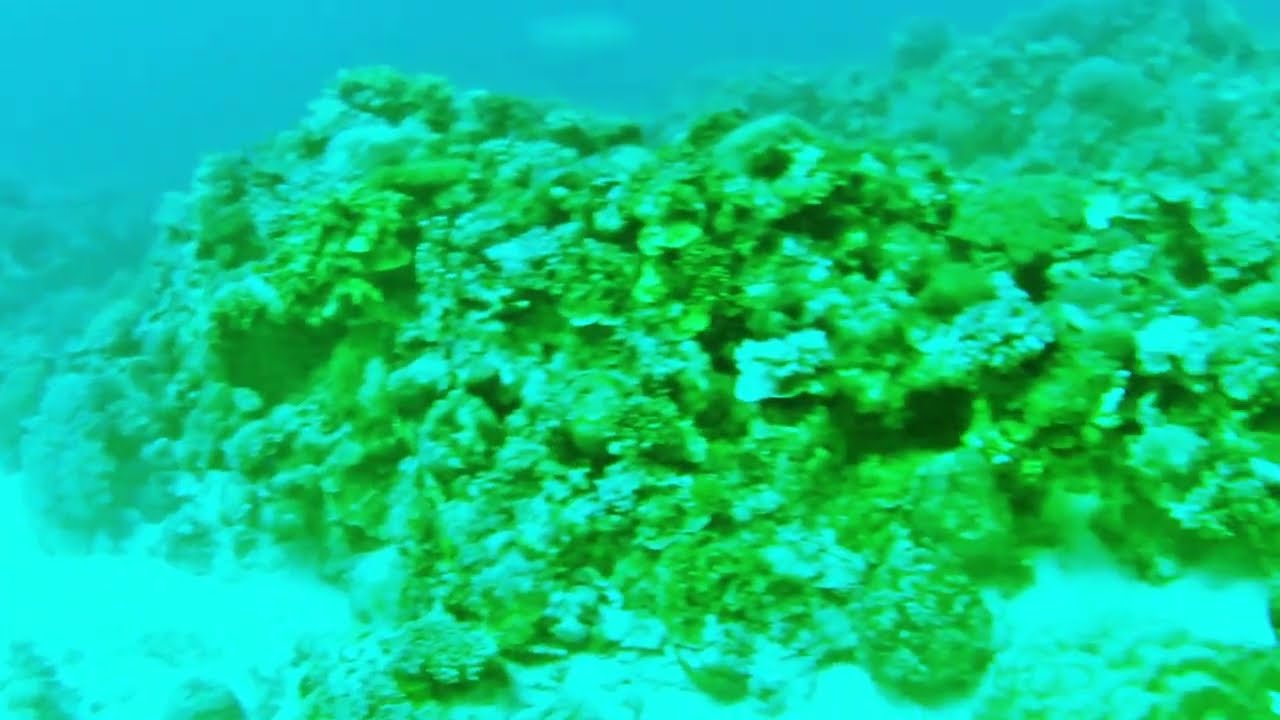 Rifffisch 1
