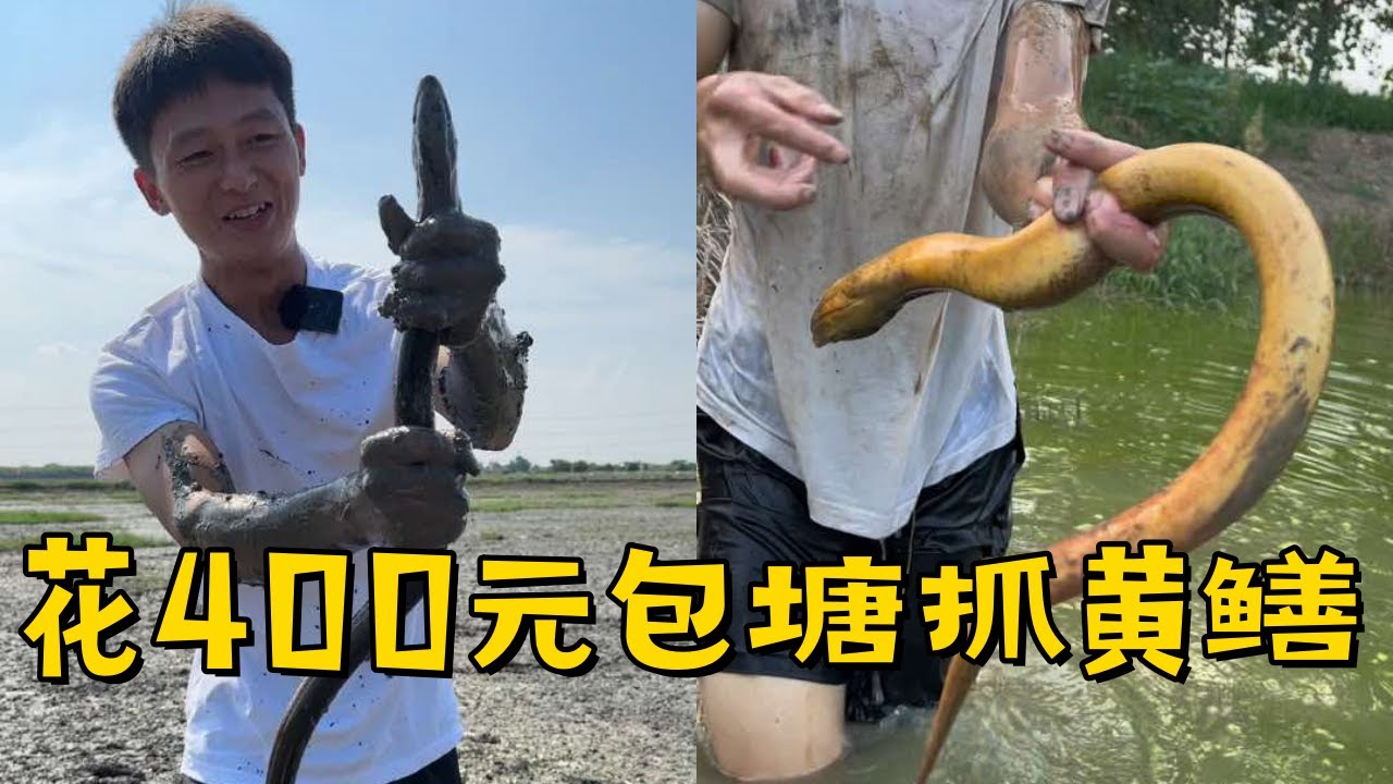 水猴子花400元包塘抓黄鳝，遇到养殖大户没想到这塘那么多大鳝鱼！