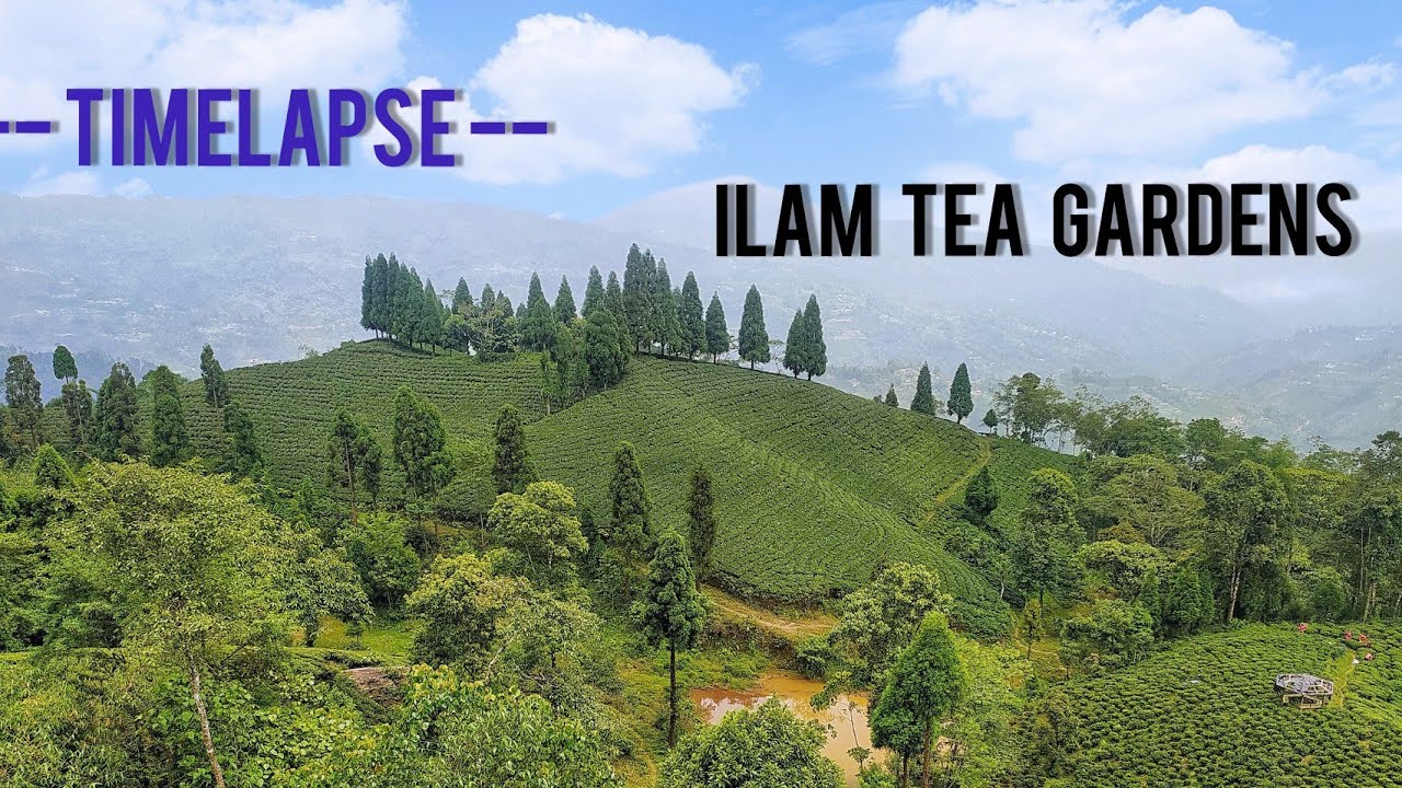 TIMELAPSE || Tea gardens of Ilam district, Nepal