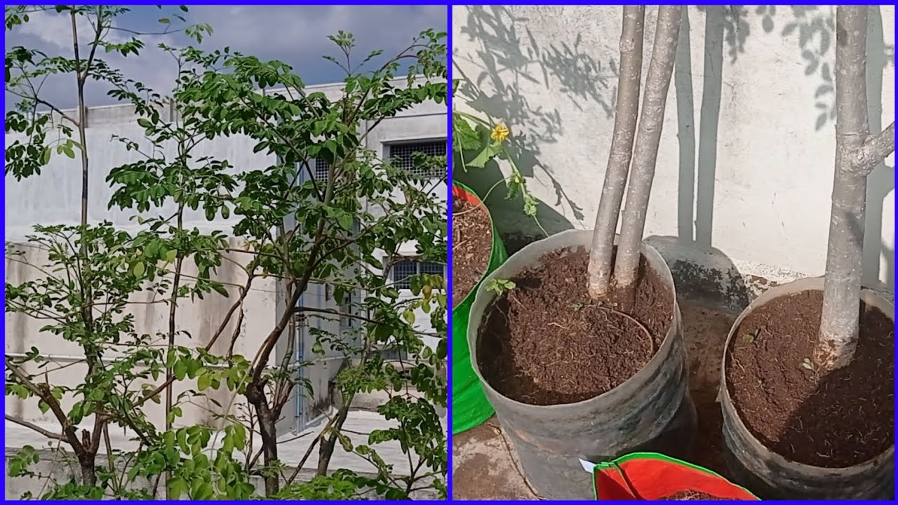 ஒரே கல்லுல ரெண்டு மாங்கா!!! Burying compost Part - 02 🥰 Watch it fullyy ❤️👍