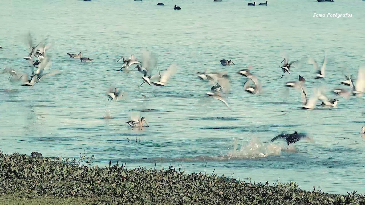 Aves en Doñana